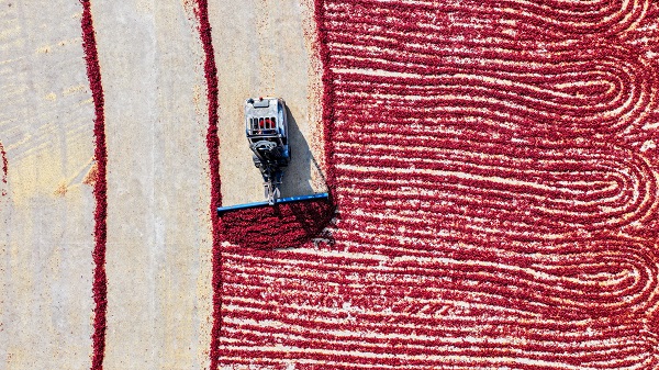 Foto - Daha dikkatli bakın! Sanat eseri değil biber