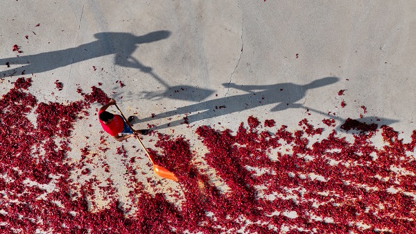 Foto - Daha dikkatli bakın! Sanat eseri değil biber