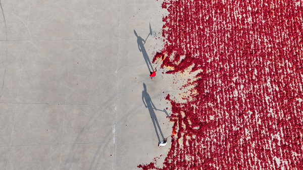 Foto - Daha dikkatli bakın! Sanat eseri değil biber