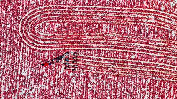 Foto - Daha dikkatli bakın! Sanat eseri değil biber