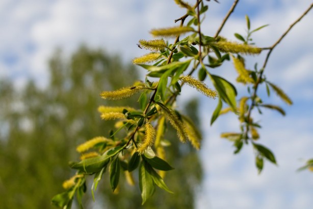 Foto - Daha iyi kan dolaşımı için bu bitki çaylarını deneyin