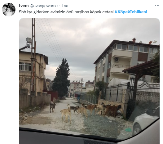 Foto - Daha kaç çocuğun ölmesi gerekiyor bu sorunun çözülmesi için! Köpek tehlikesi kaosa sürüklüyor!