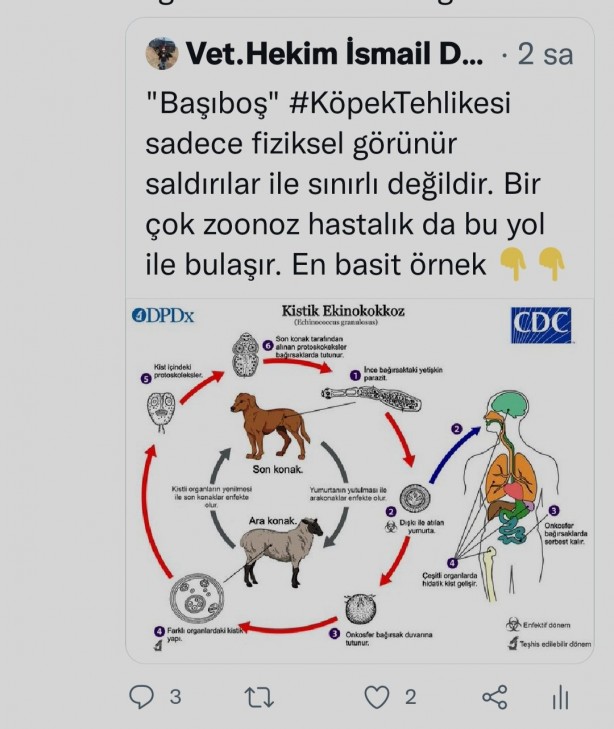 Foto - Daha kaç çocuğun ölmesi gerekiyor bu sorunun çözülmesi için! Köpek tehlikesi kaosa sürüklüyor!