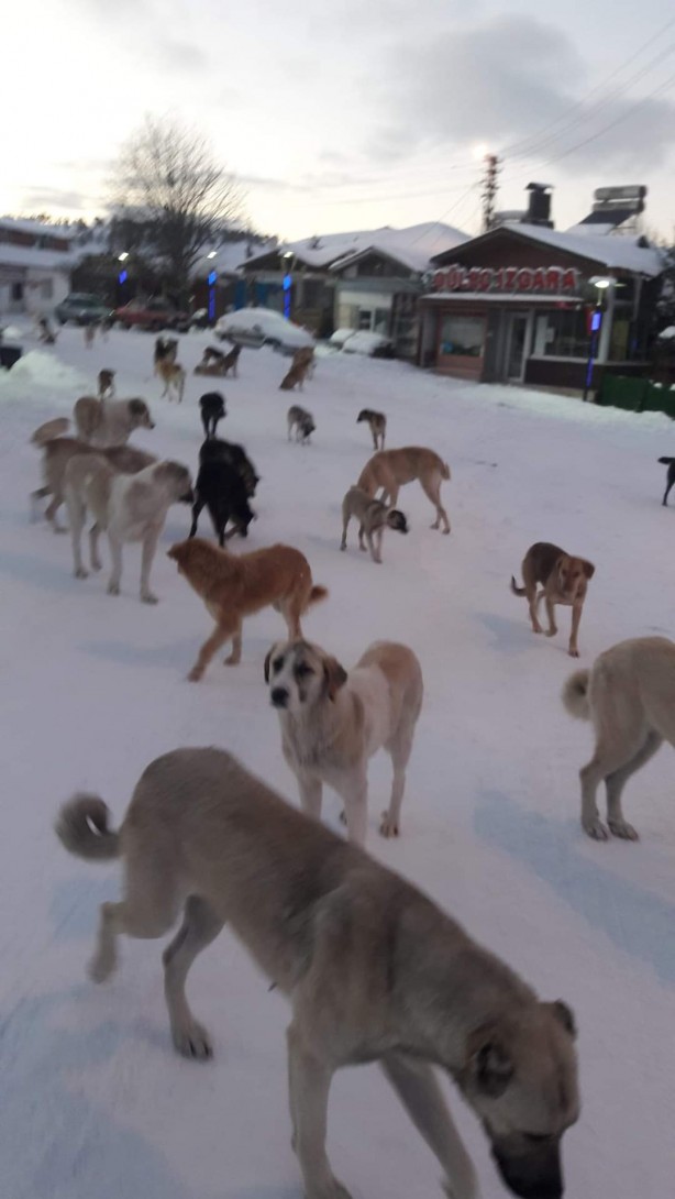 Daha kaç çocuğun ölmesi gerekiyor bu sorunun çözülmesi için! Köpek tehlikesi kaosa sürüklüyor!