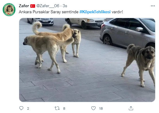 Foto - Daha kaç çocuğun ölmesi gerekiyor bu sorunun çözülmesi için! Köpek tehlikesi kaosa sürüklüyor!