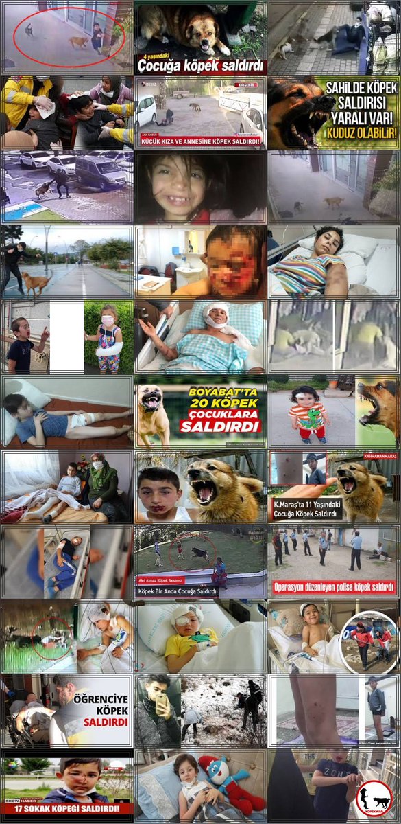 Foto - Daha kaç çocuğun ölmesi gerekiyor bu sorunun çözülmesi için! Köpek tehlikesi kaosa sürüklüyor!