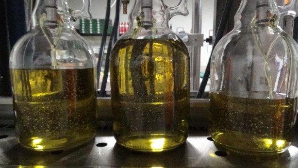 Daha kaliteli zeytinyağı için tüyoyu verdi!