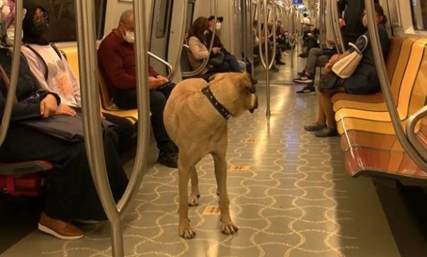 Foto - Daha neler göreceğiz neler! İşte toplu taşımada yaşanmış en ilginç olaylar