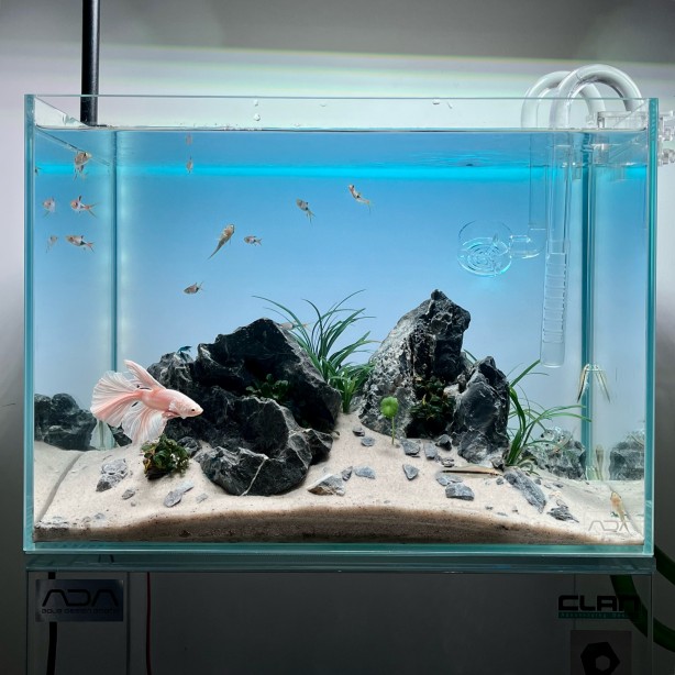 Foto - Daha önce böyle bir şey görülmedi! Yok böyle bir güzellik...