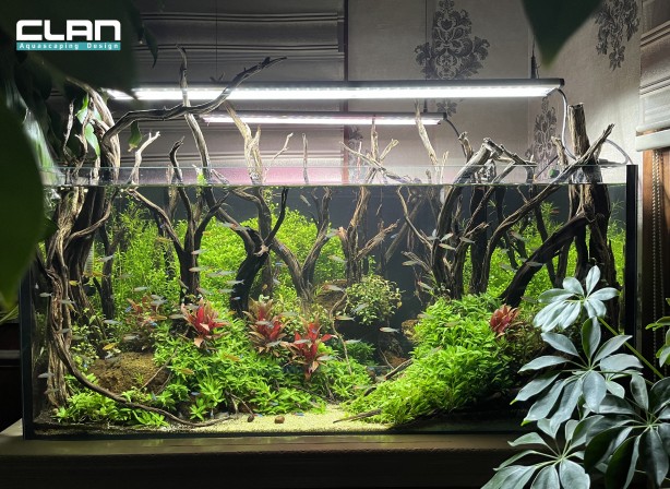 Foto - Daha önce böyle bir şey görülmedi! Yok böyle bir güzellik...