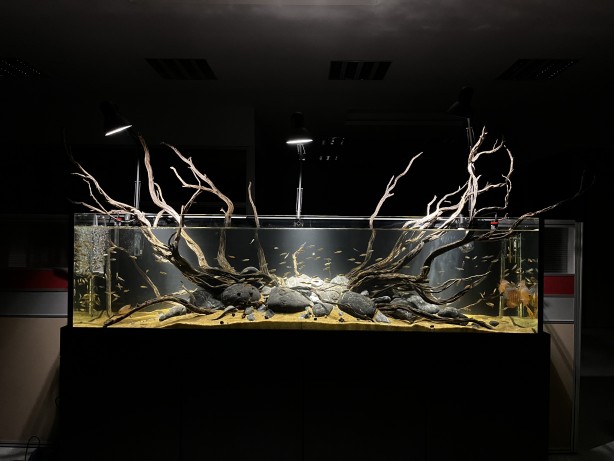 Foto - Daha önce böyle bir şey görülmedi! Yok böyle bir güzellik...