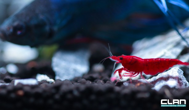 Foto - Daha önce böyle bir şey görülmedi! Yok böyle bir güzellik...