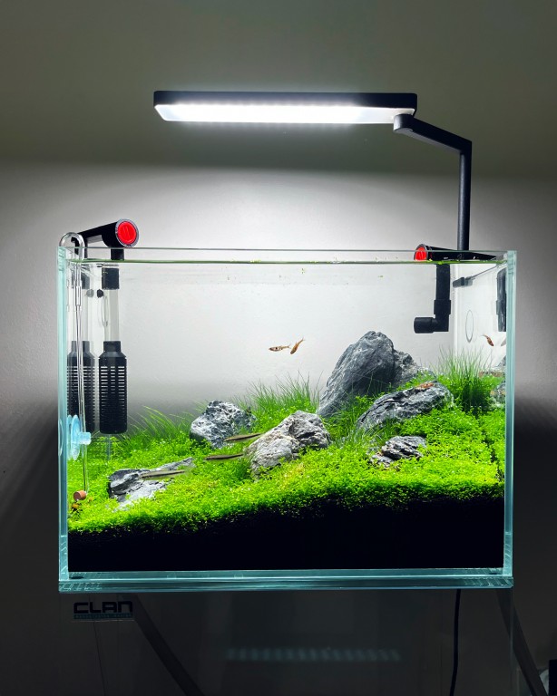 Foto - Daha önce böyle bir şey görülmedi! Yok böyle bir güzellik...