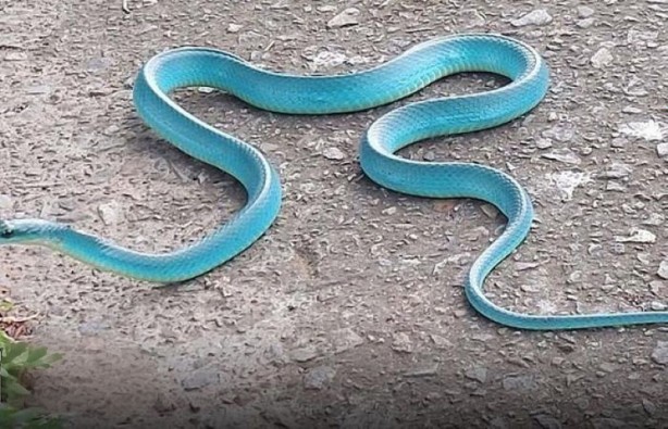 Foto - Daha önce böyle bir yılanı hiç kimse görmemişti! Şok eden görüntüler