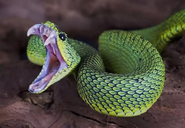 Foto - Daha önce böyle bir yılanı hiç kimse görmemişti! Şok eden görüntüler