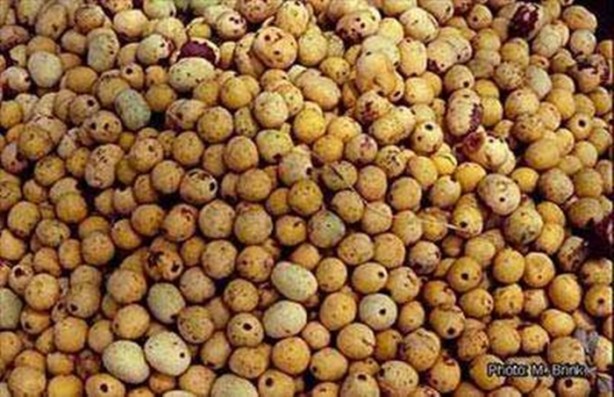 Foto - Daha önce böylesini görmediniz!