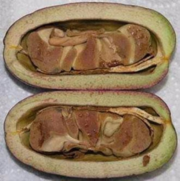 Foto - Daha önce böylesini görmediniz!