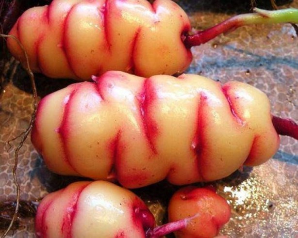 Foto - Daha önce böylesini görmediniz!