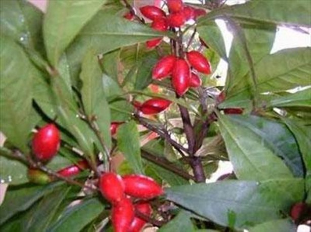 Foto - Daha önce böylesini görmediniz!