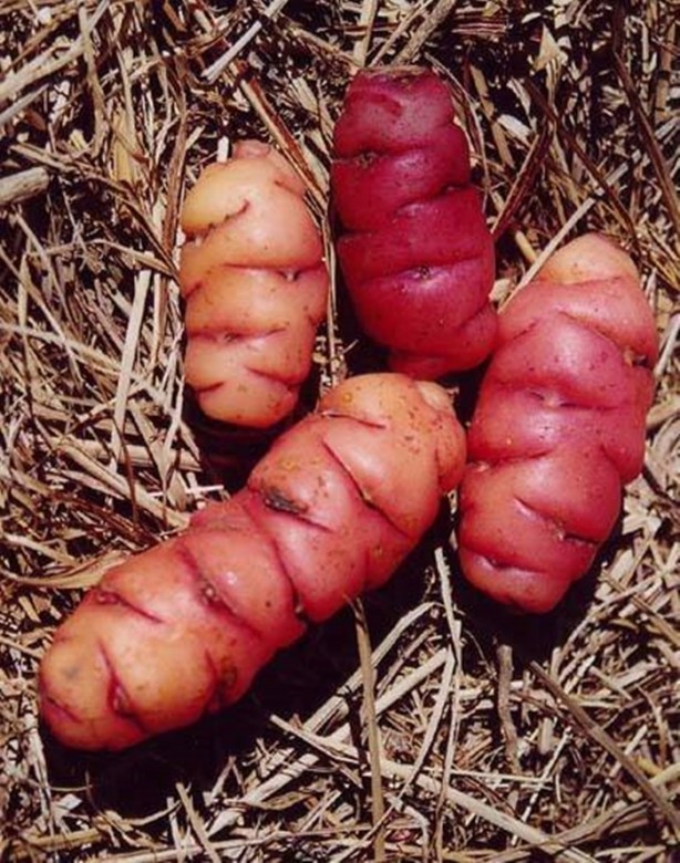 Foto - Daha önce böylesini görmediniz!