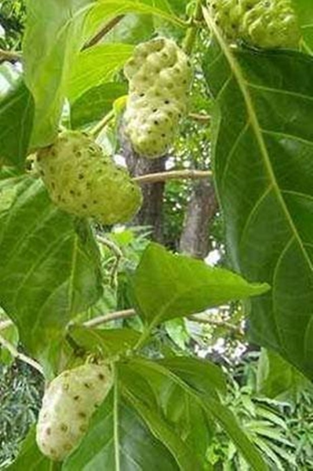 Foto - Daha önce böylesini görmediniz!