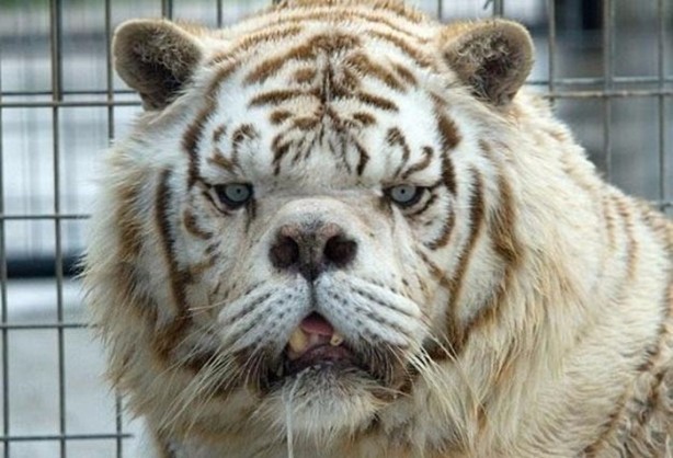 Foto - Daha önce down sendromlu kaplan gördünüz mü?