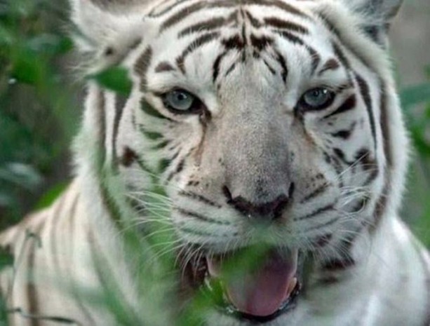 Foto - Daha önce down sendromlu kaplan gördünüz mü?