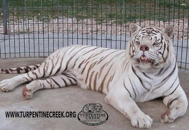 Foto - Daha önce down sendromlu kaplan gördünüz mü?