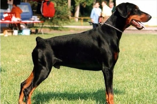 Foto - Daha önce down sendromlu kaplan gördünüz mü?