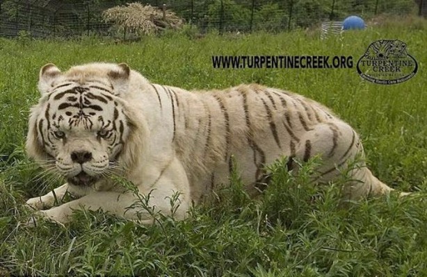 Foto - Daha önce down sendromlu kaplan gördünüz mü?