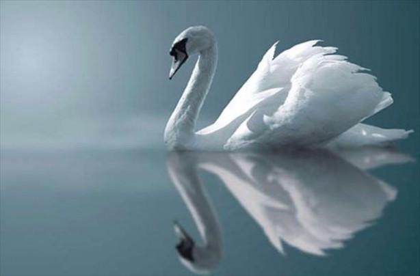 Foto - Daha önce down sendromlu kaplan gördünüz mü?