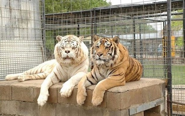 Foto - Daha önce down sendromlu kaplan gördünüz mü?