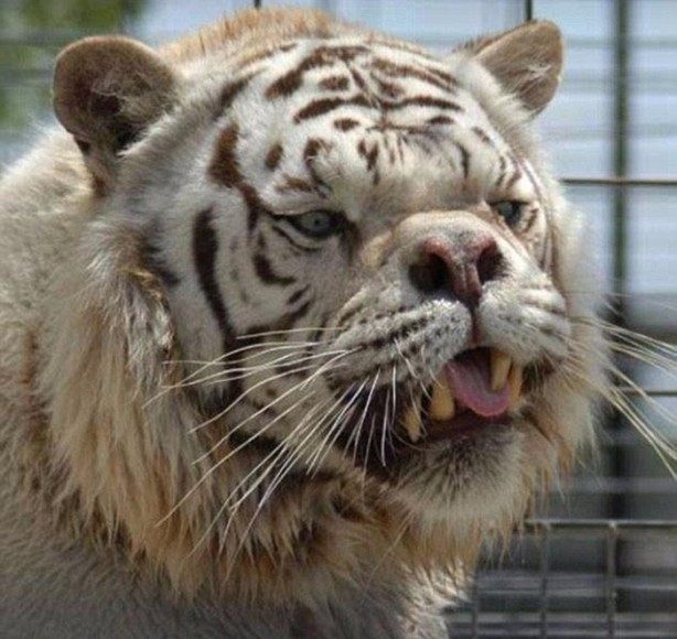  Daha önce down sendromlu kaplan gördünüz mü?