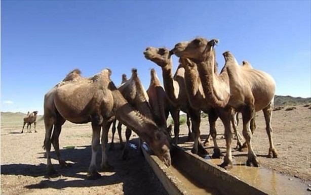 Foto - Daha önce down sendromlu kaplan gördünüz mü?
