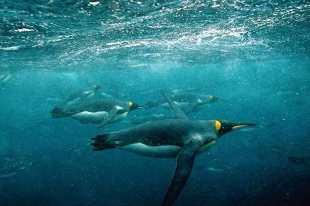 Foto - Daha önce down sendromlu kaplan gördünüz mü?