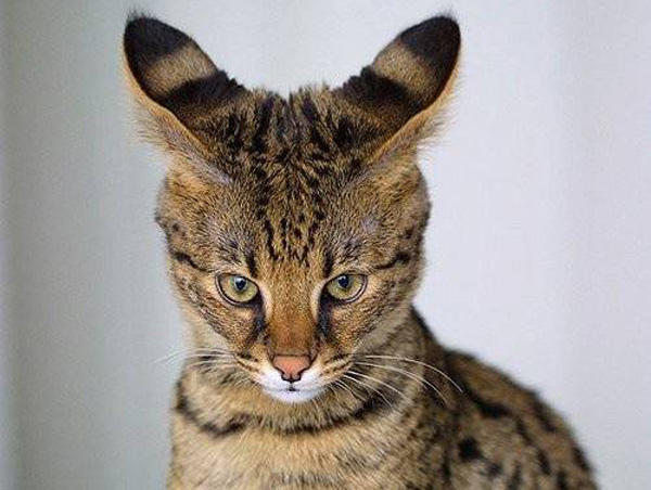 Foto - Daha önce duymadığınız 10 melez hayvan