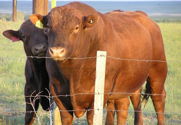 Foto - Daha önce duymadığınız 10 melez hayvan