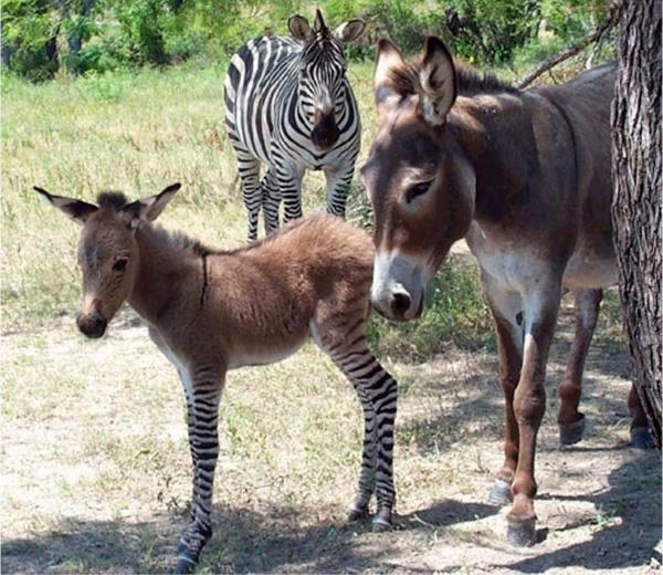 Foto - Daha önce duymadığınız 10 melez hayvan