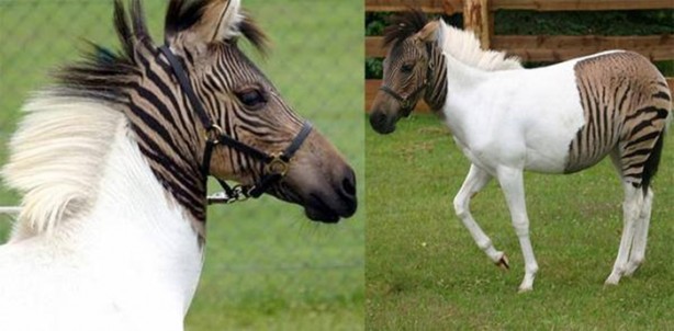  Daha önce görmediğiniz melez hayvanlar