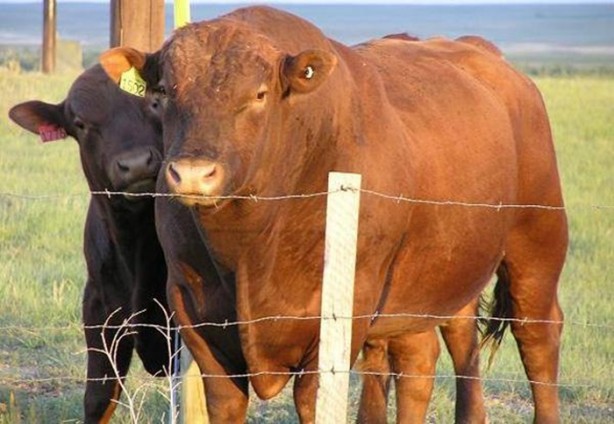 Foto - Daha önce görmediğiniz melez hayvanlar