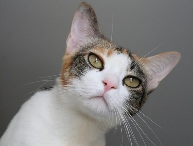 Foto - Daha önce hiç duymadığınız ilginç bilgiler