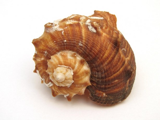 Daha önce hiç duymadığınız ilginç bilgiler