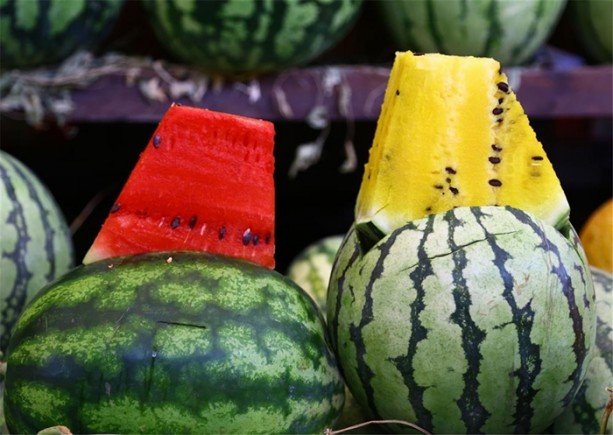 Foto - Daha önce sarı karpuz görmüş müydünüz?