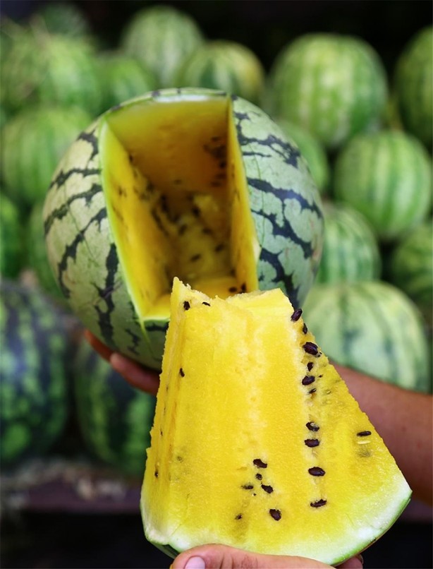 Foto - Daha önce sarı karpuz görmüş müydünüz?