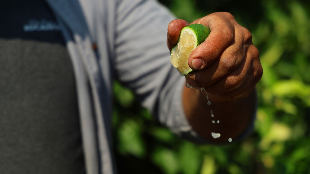 Dallar limonla doldu, alıcı çıkmadı! Adana’da üretici 21 Eylül’ü bekliyor