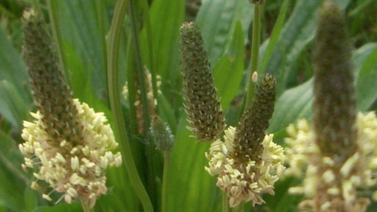 Damar Otu (Sinirli Ot)'un faydaları o kadar çok ki... Çiçekleri ile şaşırtıyor 