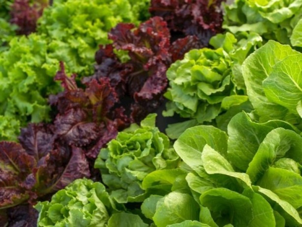 Foto - Damar tıkanıklığına iyi gelen 15 süper besin