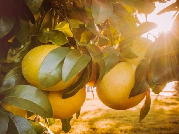 Foto - Damar tıkanıklığına iyi gelen 15 süper besin