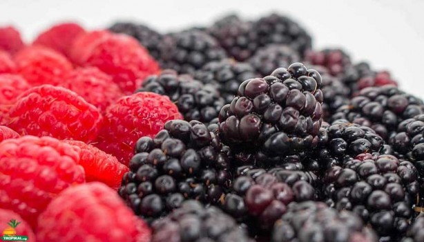 Foto - Damar tıkanıklığına iyi gelen besinler