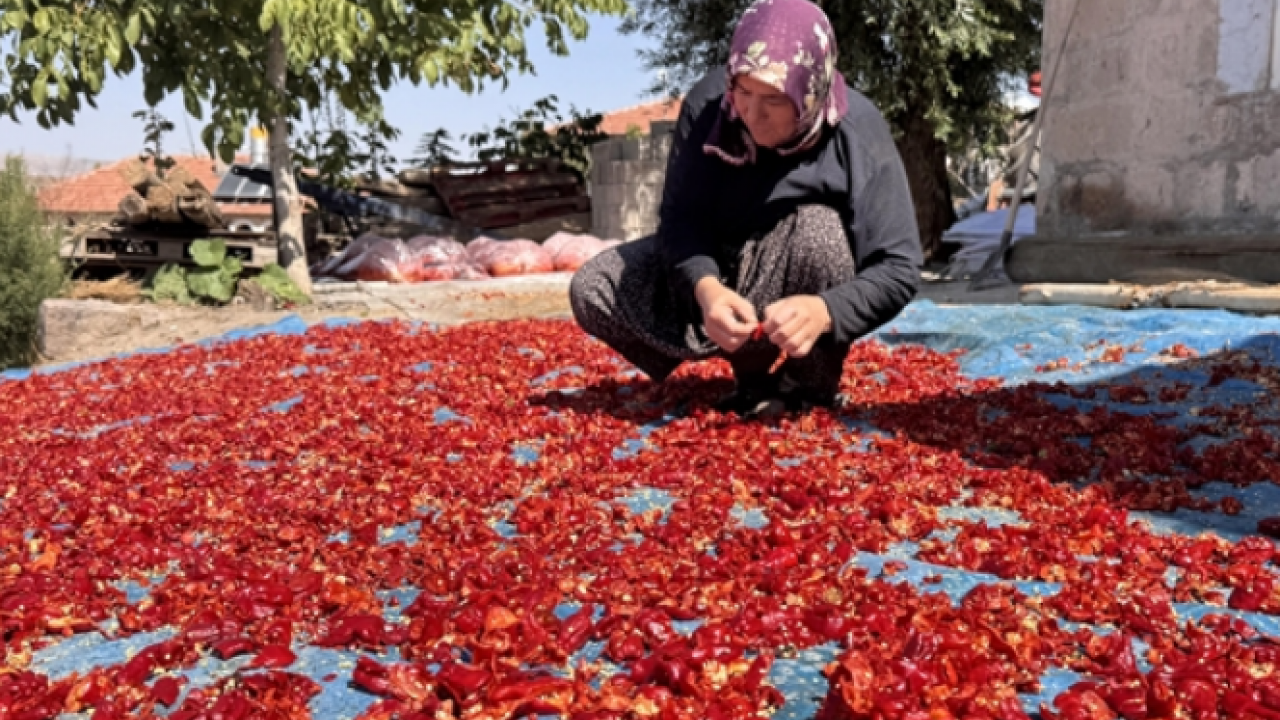 Foto - Damarları açıyor! Kalp sağlığını koruyor: Çırgal biberinin faydaları! 750 TL'den satılıyor